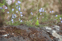 Campanula rotundifolia