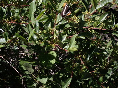 Limenitidini