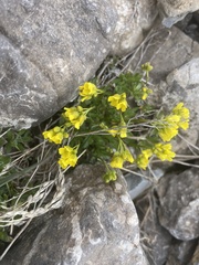 Physaria arctica