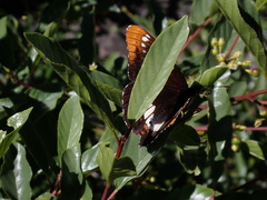 Limenitidini