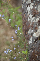 Campanula rotundifolia