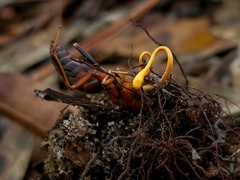 Ophiocordyceps sphecocephala
