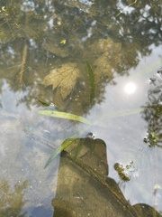 Alisma gramineum