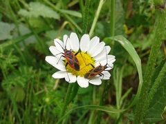 Calocoris nemoralis