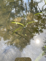 Alisma gramineum