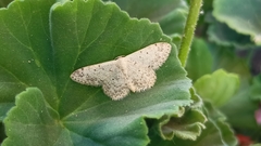 Scopula marginepunctata