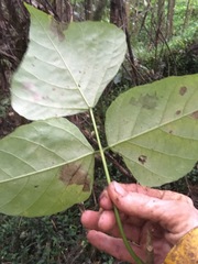Erythrina ×sykesii