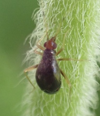 Orthonotus rufifrons