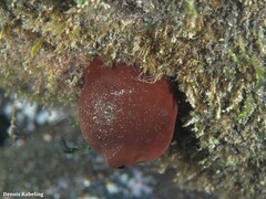 Actinia nigropunctata