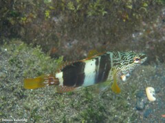 Serranus papilionaceus