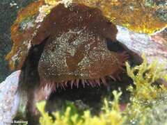 Actinia nigropunctata