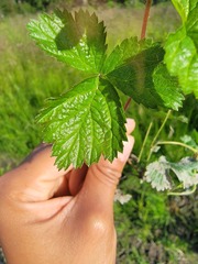 Rubus arcticus