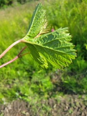 Rubus arcticus