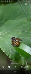 Sericomyia silentis