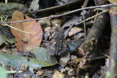 Incilius aucoinae image
