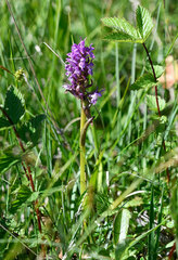 Dactylorhiza lapponica