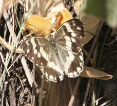 Melanargia larissa