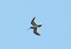 Gallinago gallinago