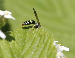 Philanthus bilunatus