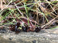 Phaeotremella fimbriata image