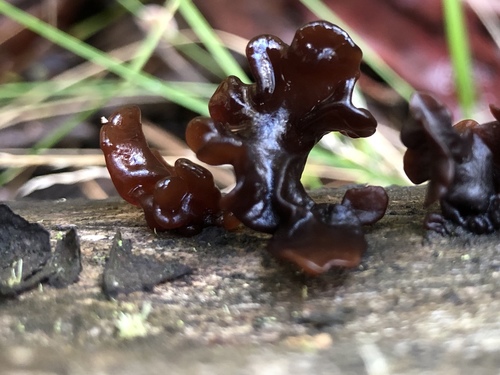 Phaeotremella fimbriata image