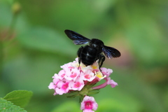 Bombus pullatus