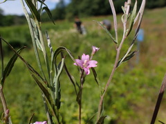 Epilobium obscurum