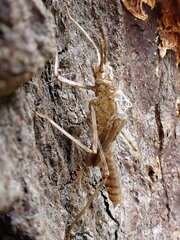Calopteryx splendens