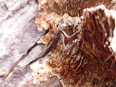 Calopteryx splendens