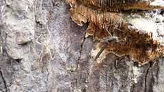 Calopteryx splendens