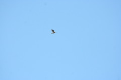Gallinago gallinago