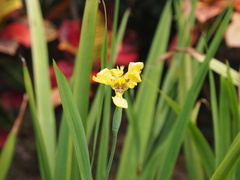 Trimezia martinicensis
