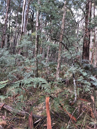 Phaeotremella fimbriata image