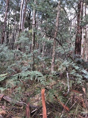 Phaeotremella fimbriata image