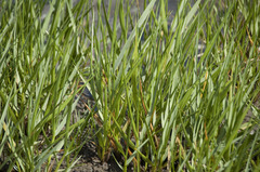 Sporobolus anglicus