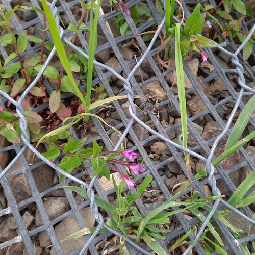 Image of Epilobium alsinifolium by (c) Виктория Билоус, some rights reserved (CC BY)