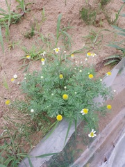 Anthemis ruthenica