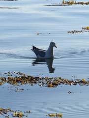 Larus argentatus