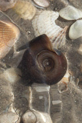 Planorbarius