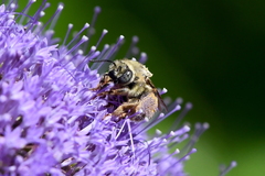 Svastra obliqua expurgata