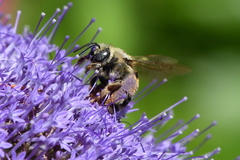 Svastra obliqua expurgata