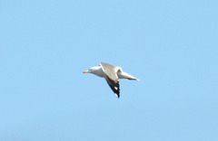 Larus fuscus barabensis