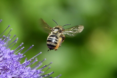 Svastra obliqua expurgata
