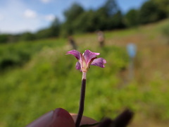 Epilobium obscurum