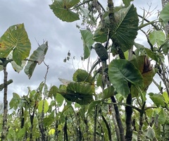 Montrichardia linifera
