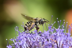 Svastra obliqua expurgata