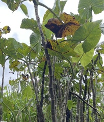 Montrichardia linifera