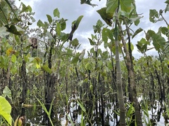 Montrichardia linifera