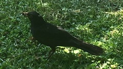 Turdus merula