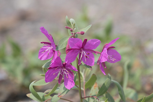 Chamaenerion latifolium observed 2018-07-08